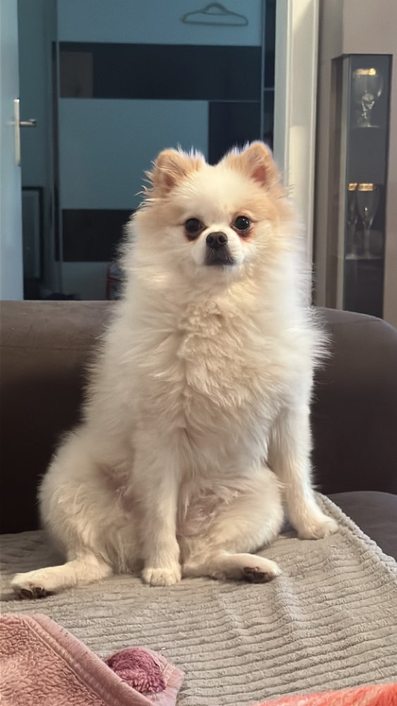 Hundetreffen-Spielrunde/Gassi runde-Profilbild