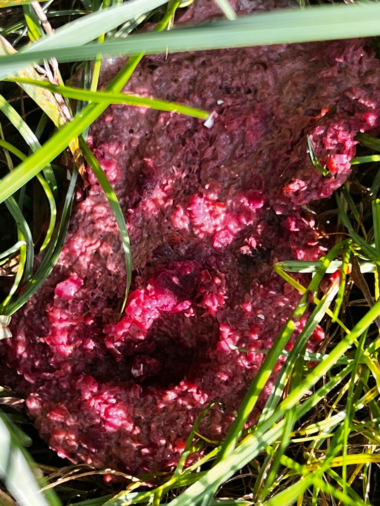 Giftköder-Fleischstück evtl. Giftköder-Profilbild