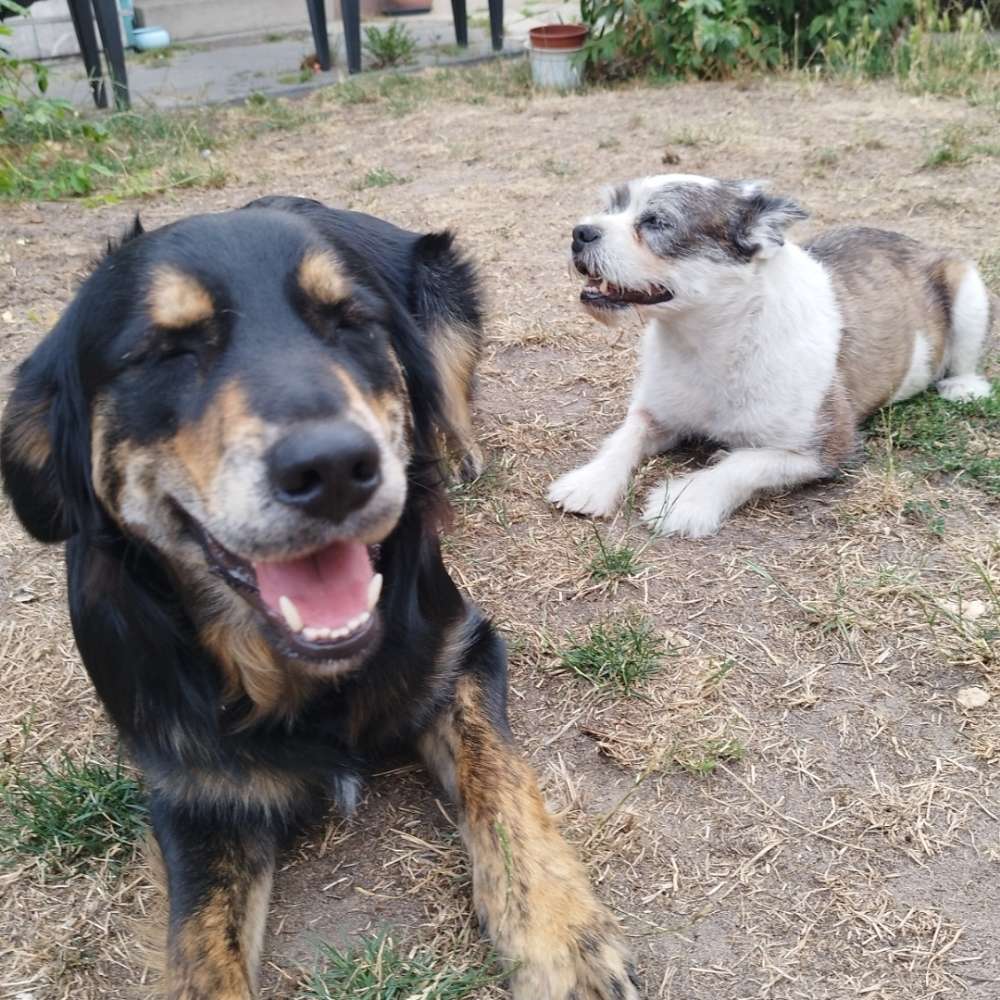 Hundetreffen-Quatsch und Hunderunde🐶(Treffpunkt variabel)-Profilbild