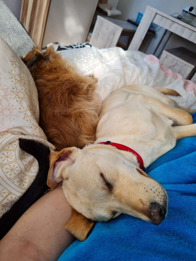 Hundetreffen-Entspannte Gassi runden-Profilbild