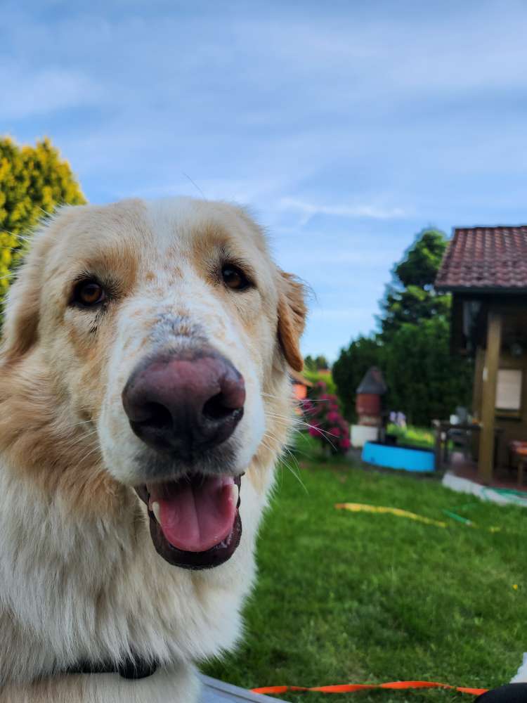 Hundetreffen-Hundebegegnungen-Profilbild