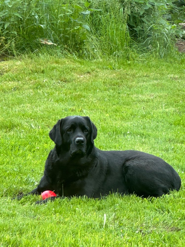 Hundetreffen-Gassi- und Spieltreffen-Profilbild