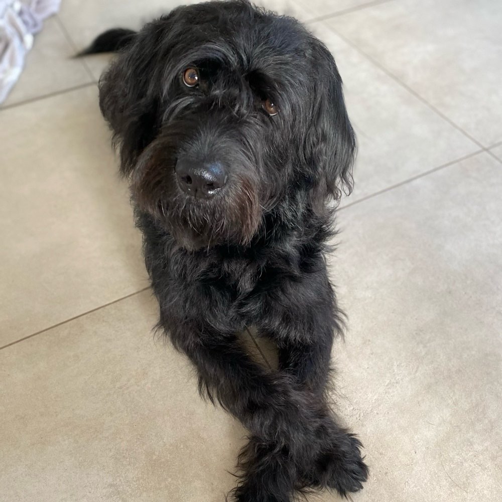 Hundetreffen-Spielrunde auf Spielwiese🐕‍🦺🐩🦮-Profilbild