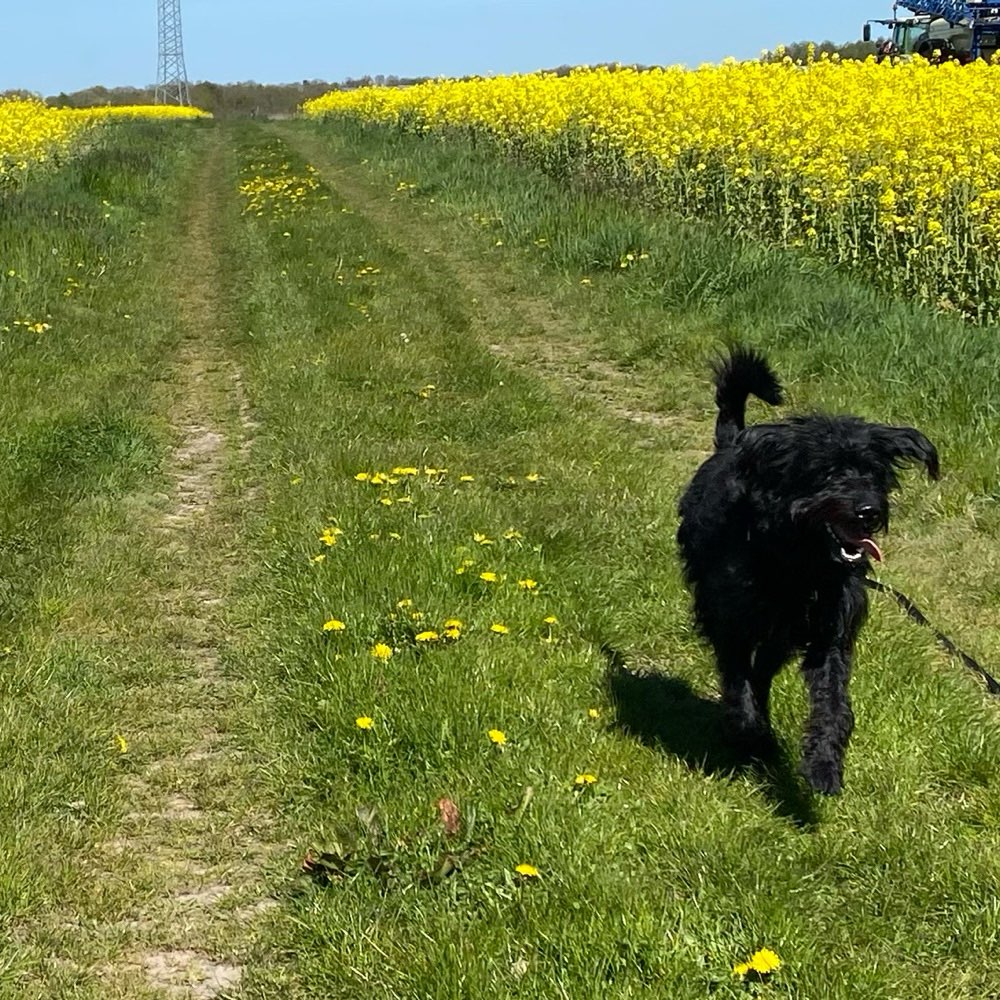 Hundetreffen-Hunderunde-Profilbild