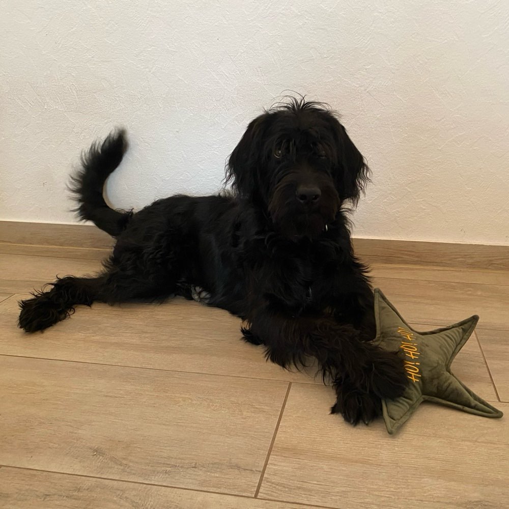 Hundetreffen-Spazieren gehen und Spielen?🐕‍🦺🐩-Profilbild