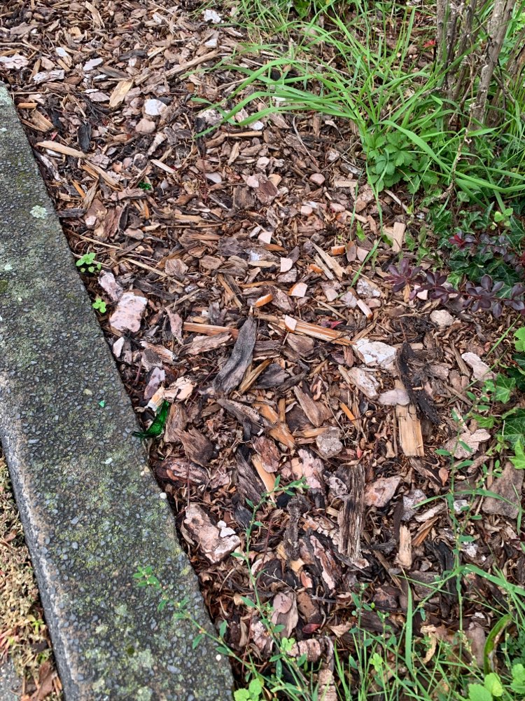 Giftköder-Wurststücke und Glasscherben-Profilbild