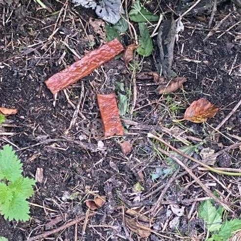 Giftköder-Evtl. Giftköder-Profilbild