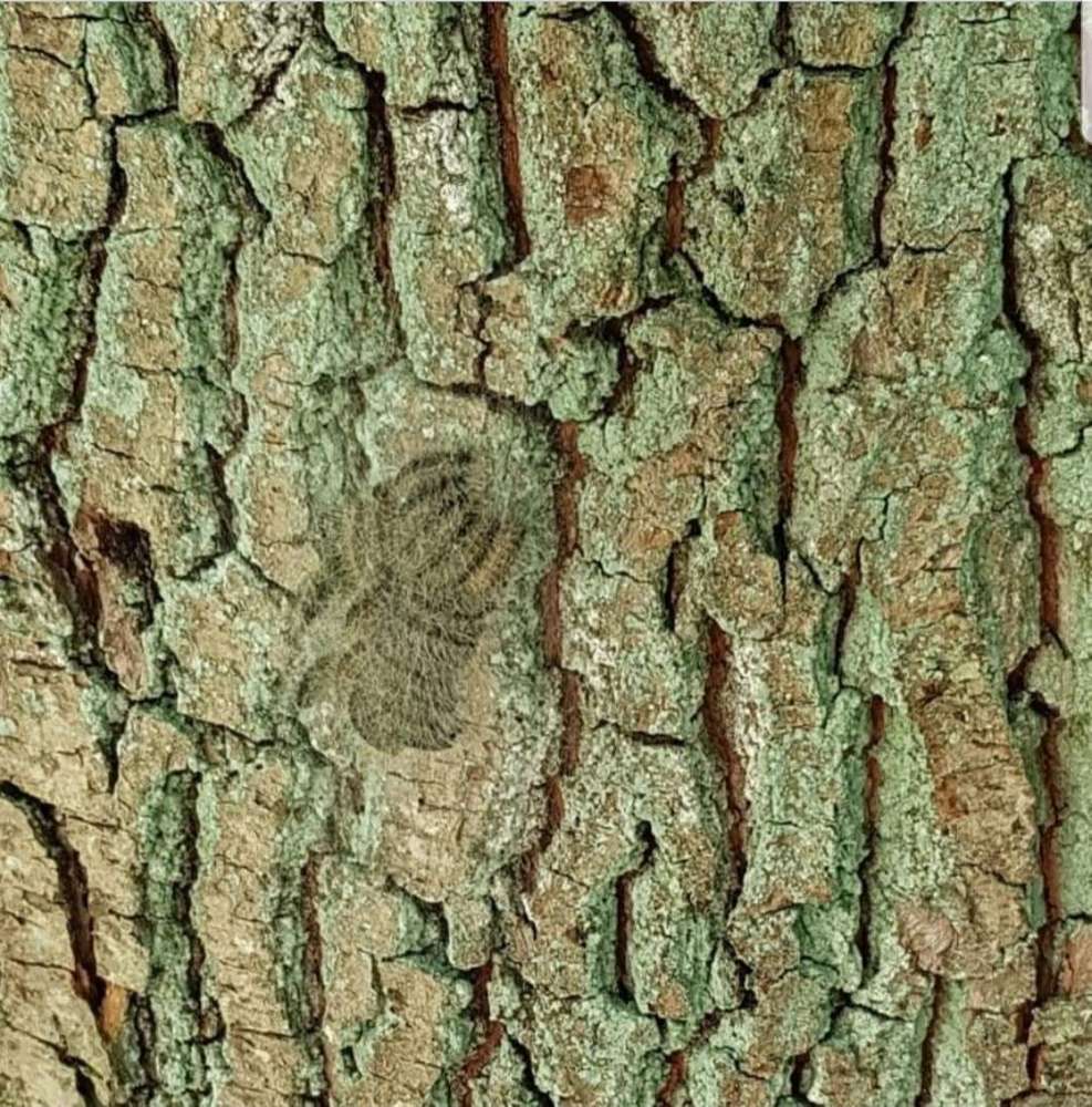 Giftköder-Eichenprozessionsspinner-Profilbild