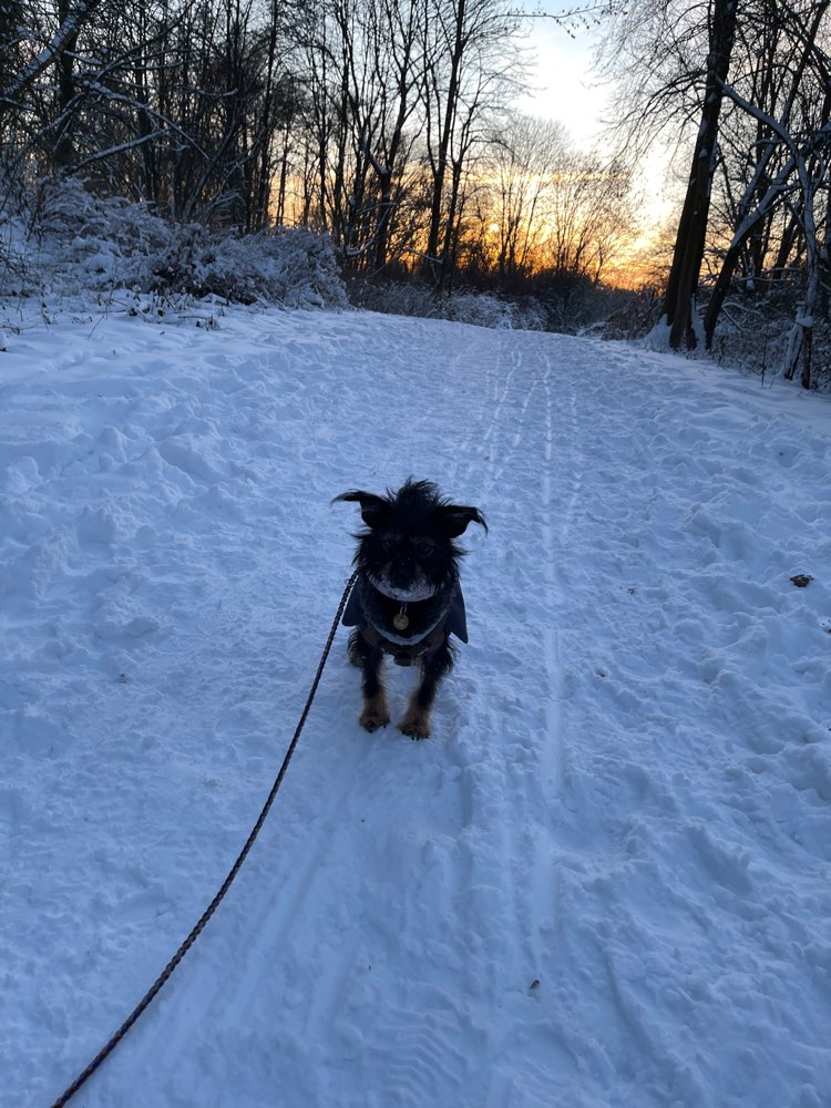 Hundetreffen-Social Walk-Profilbild