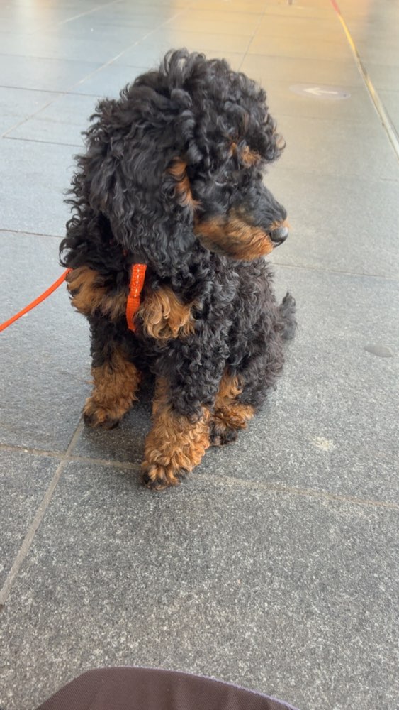 Hundetreffen-Friends for Mezza-Profilbild