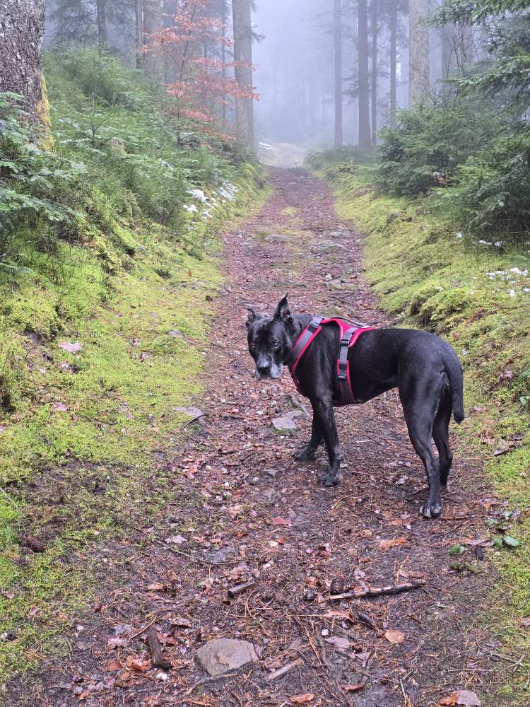 Hundetreffen-Gassipartner gesucht-Profilbild