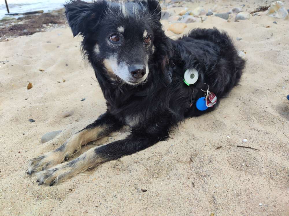 Hundetreffen-Wir freuen uns auf gemeinsame kurze oder lange Spaziergänge-Profilbild