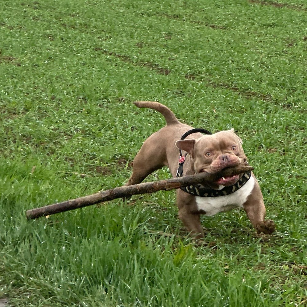 Hundetreffen-Spiel- und Gassifreunde-Profilbild