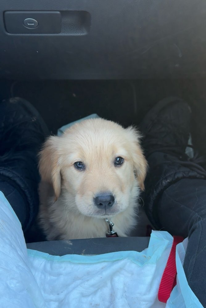 Hundetreffen-Play date/social walk for puppy-Profilbild