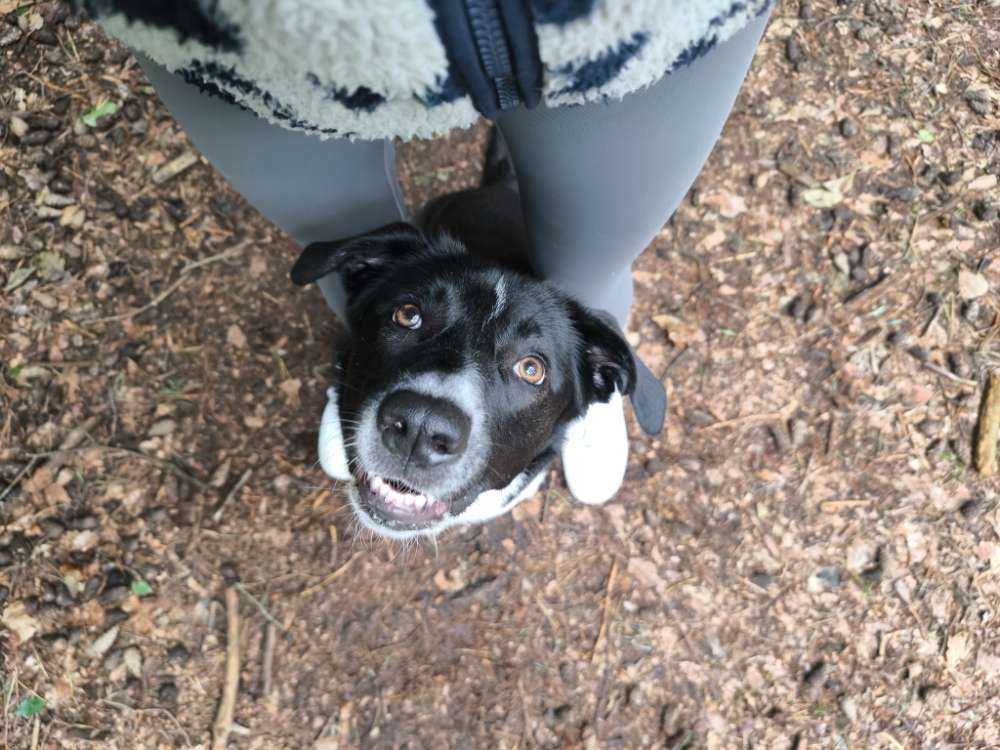 Hundetreffen-Gassi-Spiel-Runde-Profilbild