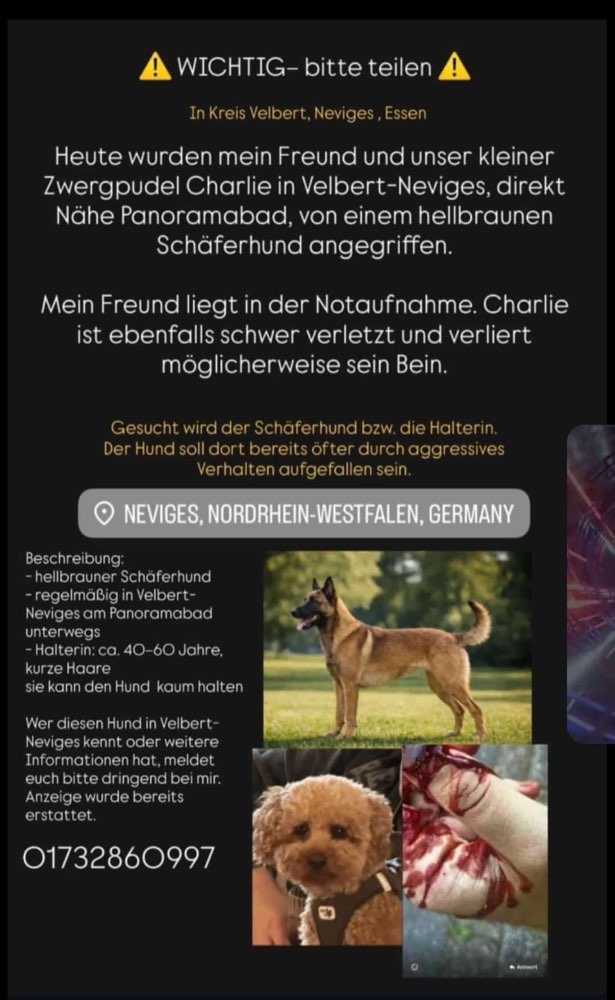 Giftköder-Aggressiver Schäferhund in Neviges-Profilbild