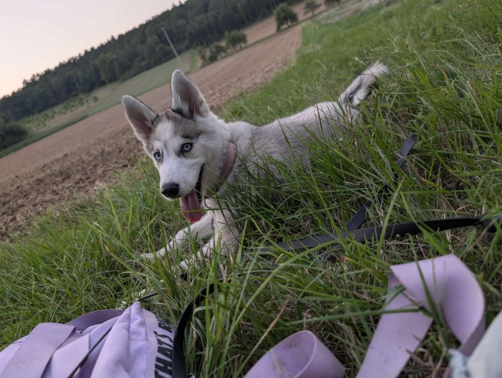 Hundetreffen-Gassi runde in Seckmauern oder Wörth-Profilbild