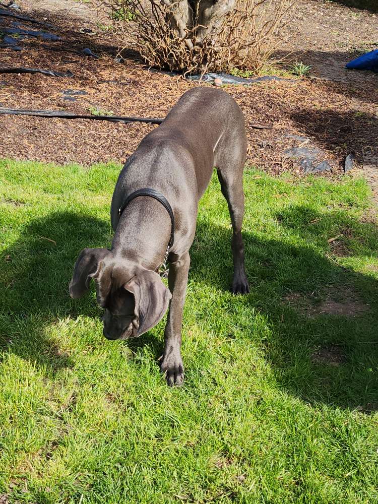 Hundetreffen-Deutsche Doggen Junghunde-Profilbild