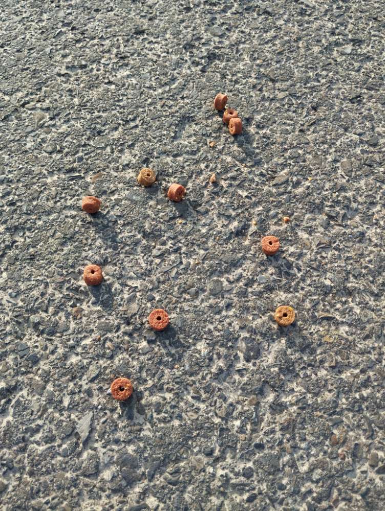 Giftköder-Eventuell Giftköder-Profilbild