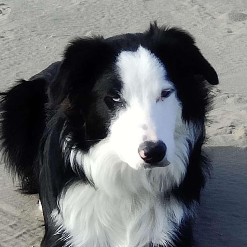 Hundetreffen-Gassi gehen-Profilbild