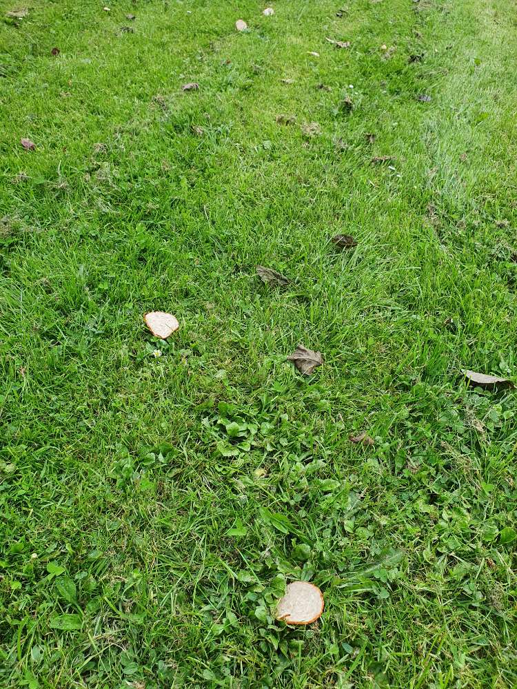 Giftköder-Verteilte Wurstscheiben-Profilbild