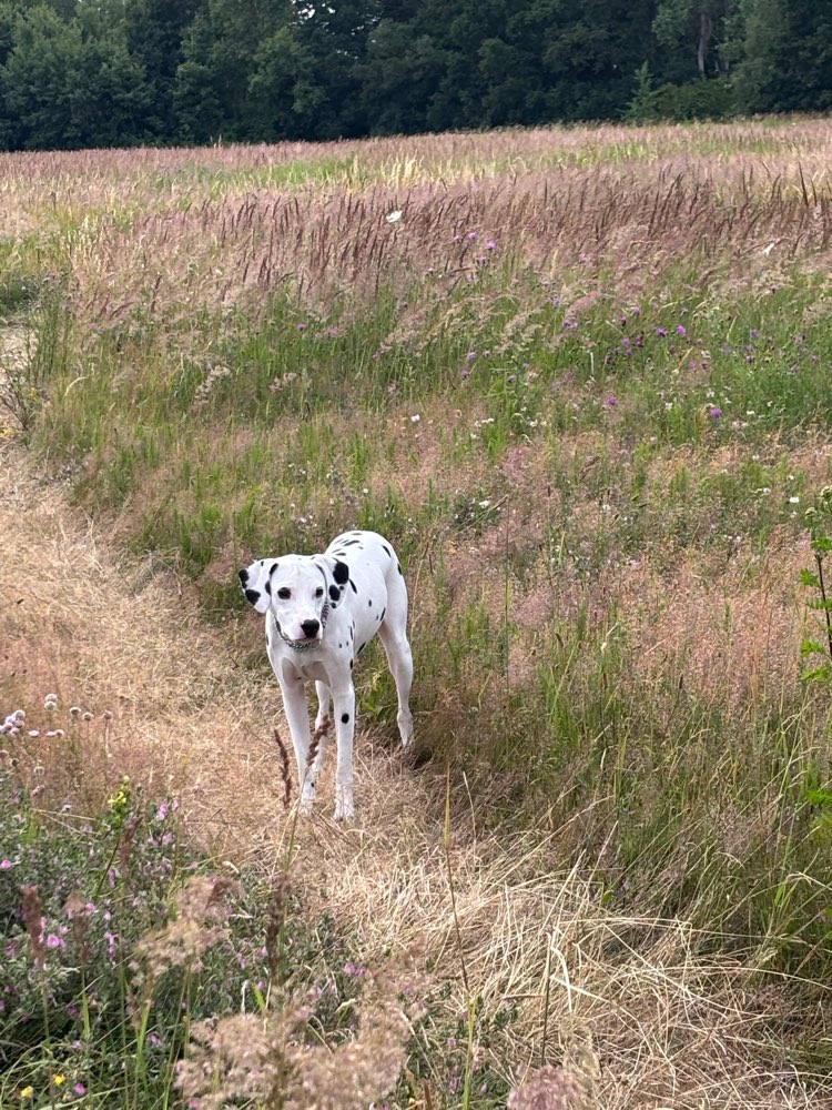 Hundetreffen-gemeinsames Training/ Gassi gehen/ Spielen-Profilbild