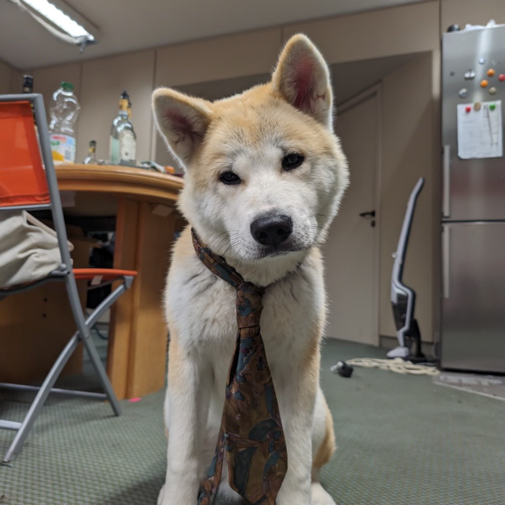 Hundetreffen-Junghund-Profilbild