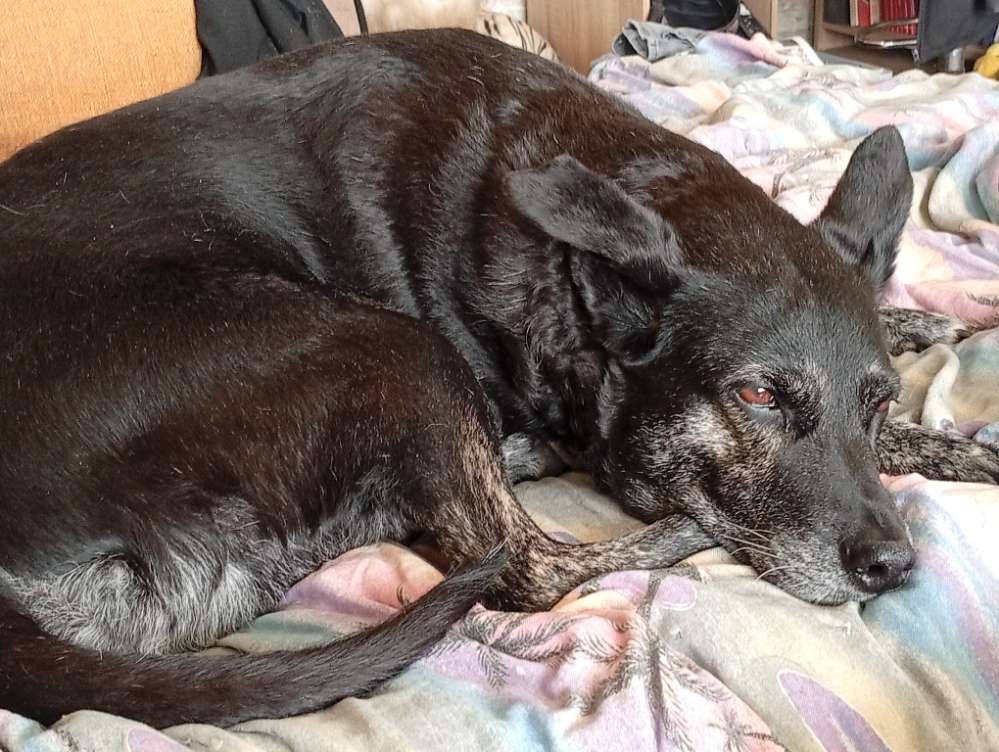 Hundetreffen-Hundebegegnungen zum Wiederherstellen des Vertrauens zu hundekumpels-Profilbild