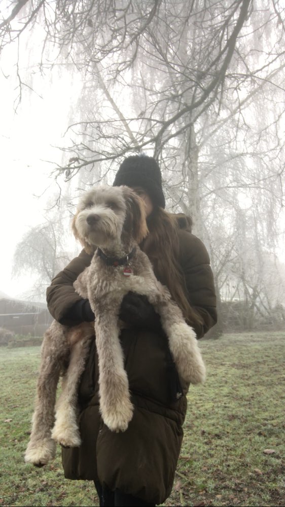 Hundetreffen-Gassi/Spiel/Training für jedes Alter-Profilbild