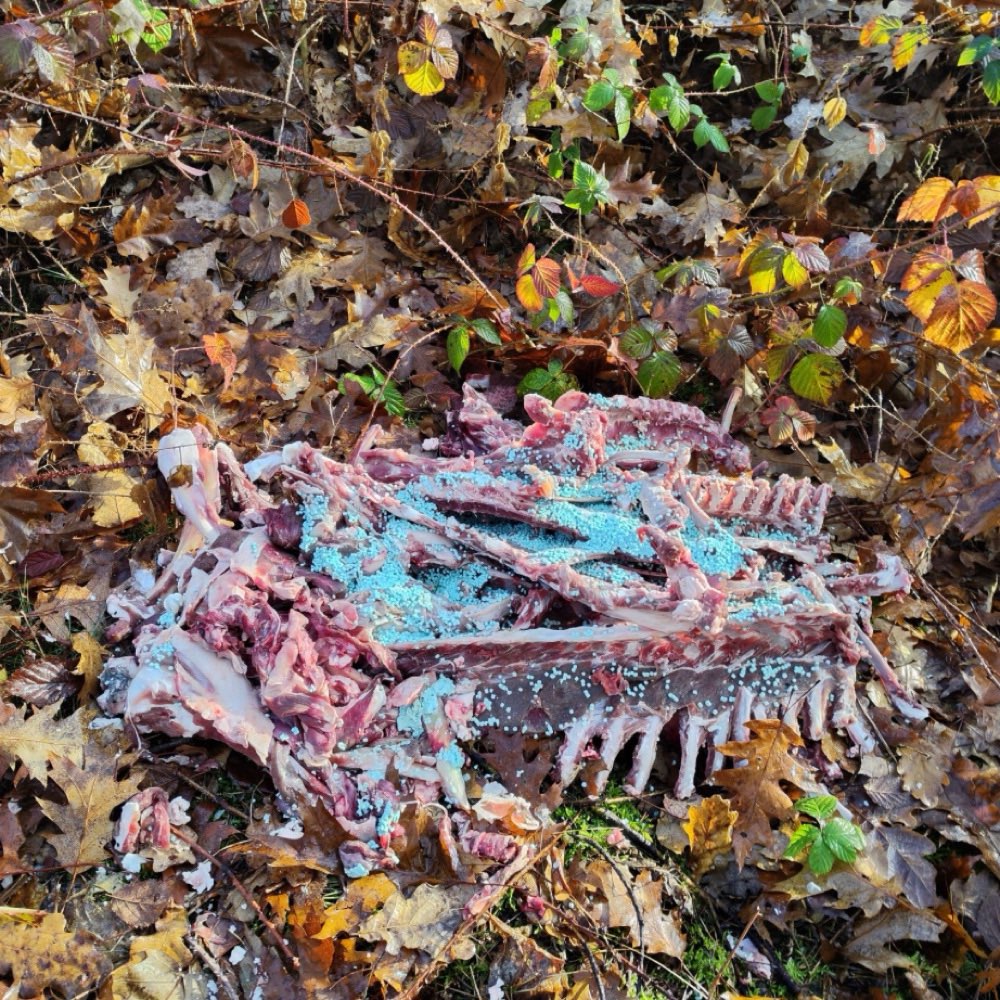 Giftköder-Giftköder-Profilbild