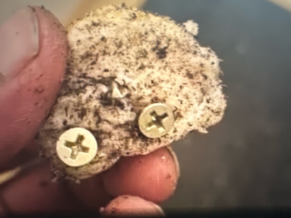 Giftköder-Köder-Profilbild