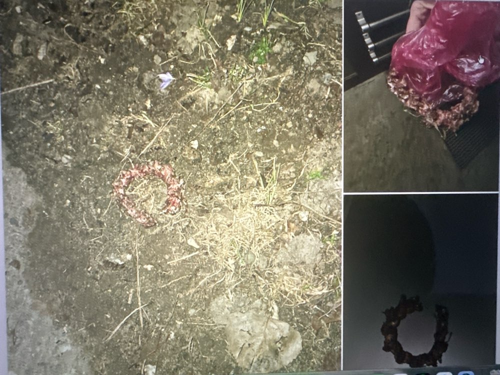 Giftköder-Möglicher Giftköder-Profilbild