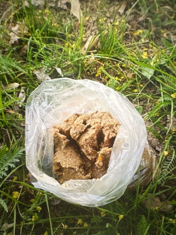 Giftköder-Möglicher Giftköder-Profilbild