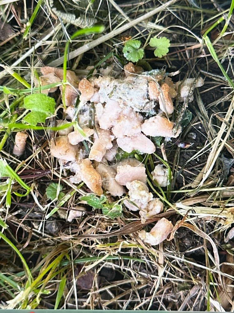Giftköder-Möglicher Giftköder-Profilbild
