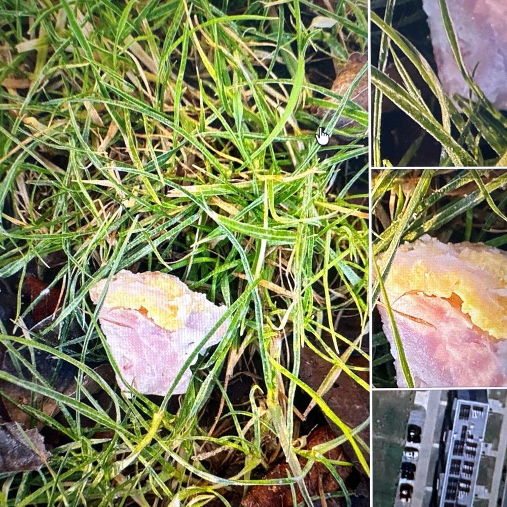 Giftköder-Giftköder-Profilbild