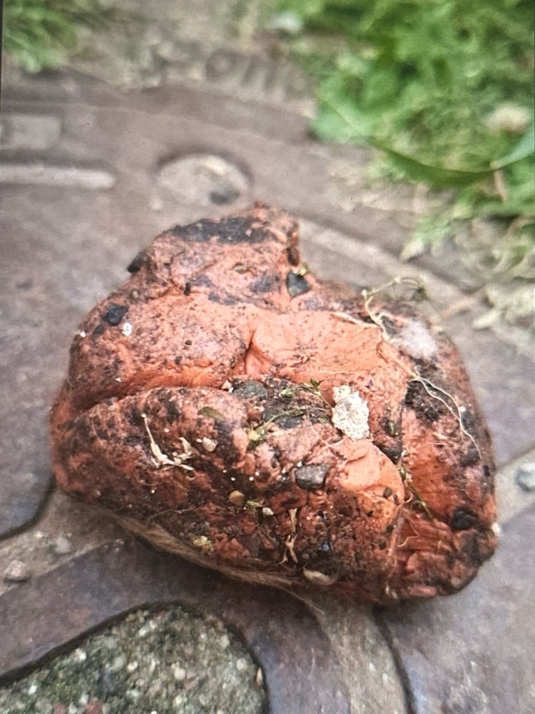 Giftköder-Möglicher Giftköder-Profilbild