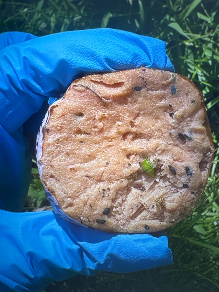 Giftköder-Giftköder-Profilbild