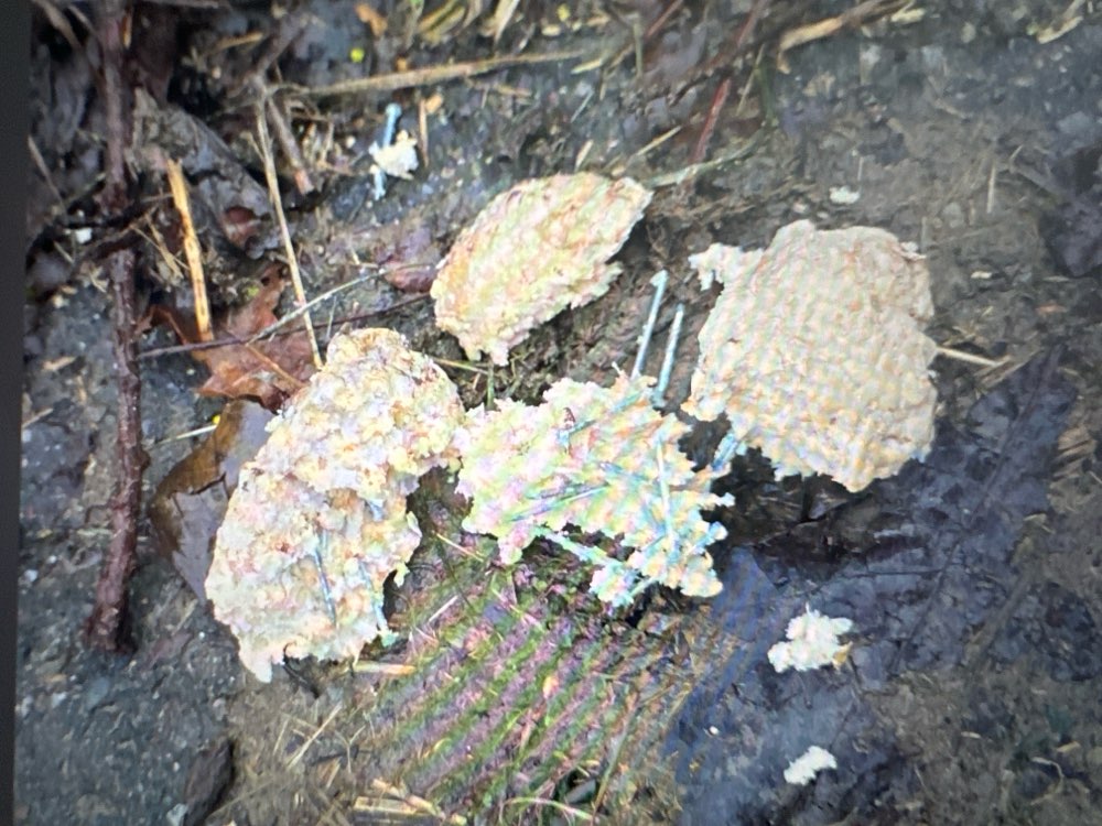 Giftköder-Giftköder-Profilbild