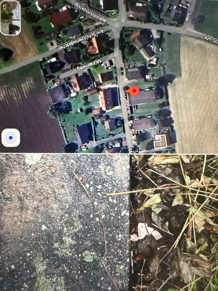 Giftköder-Giftköder-Profilbild