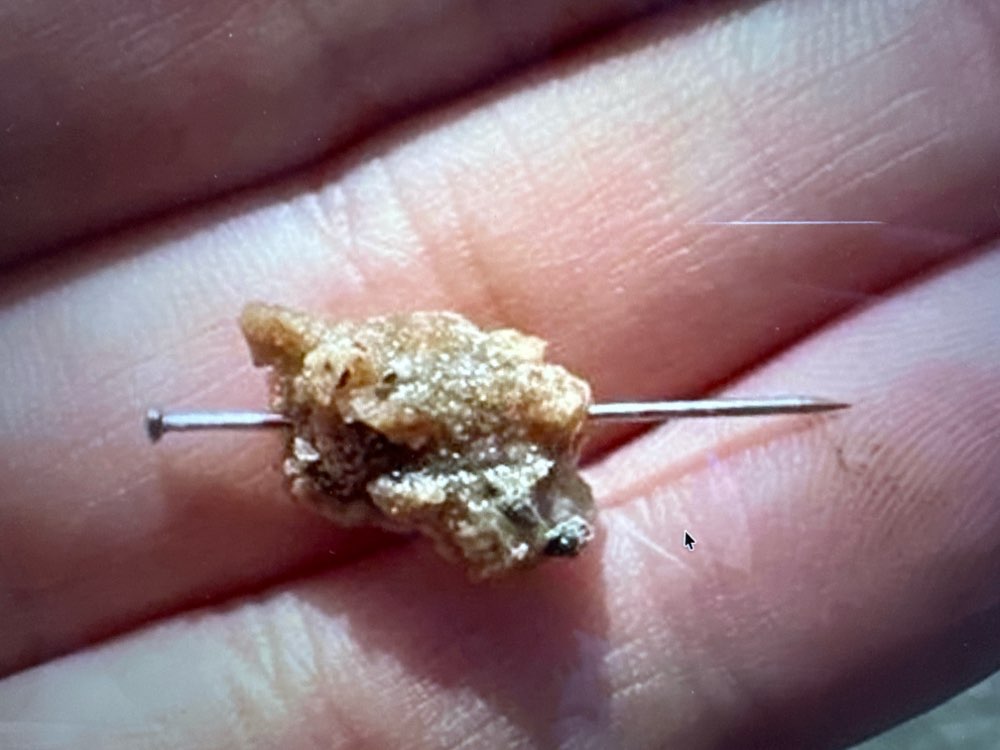 Giftköder-Giftköder-Profilbild