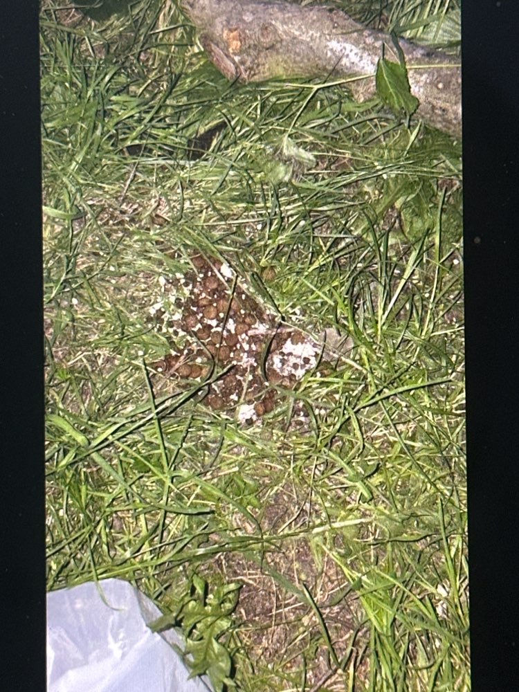 Giftköder-Möglicher Giftköder-Profilbild