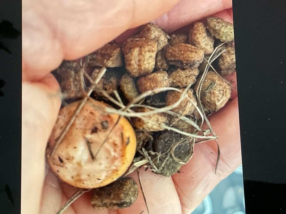 Giftköder-Pot. Giftköder-Profilbild