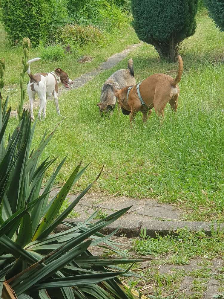 Hundetreffen-Welpentreffen in Zeitz-Profilbild