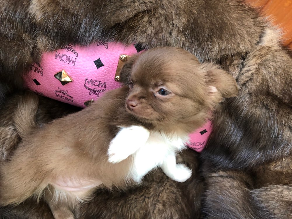 Hundetreffen-Chihuahua Treff-Profilbild