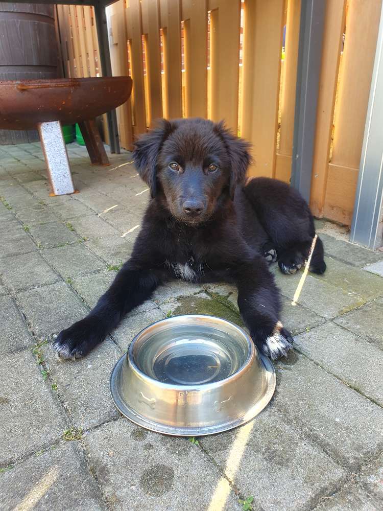 Hundetreffen-Welpentreff-Profilbild