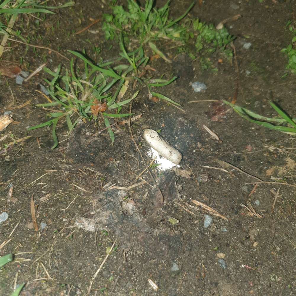 Giftköder-Tabletten / geöffnete Kapseln-Profilbild