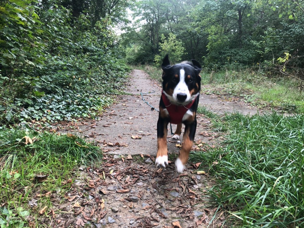 Hundetreffen-Junghundrunde-Profilbild