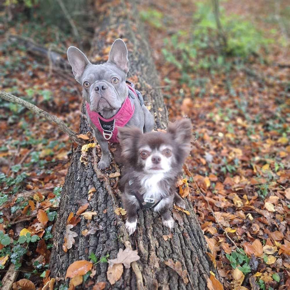 Hundetreffen-Gassi mit viel Abwechslung auch mit kleine Hunde-Profilbild