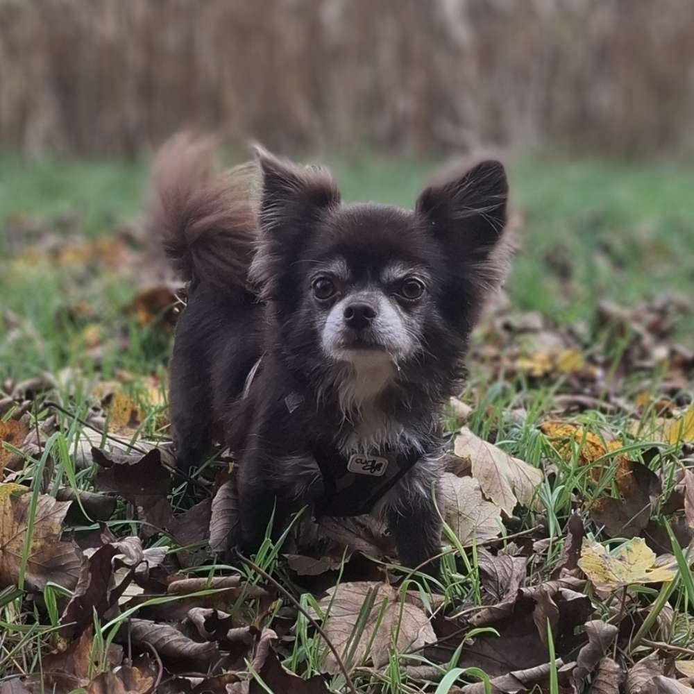 Hundetreffen-Treffen mit kleine Hunde-Profilbild