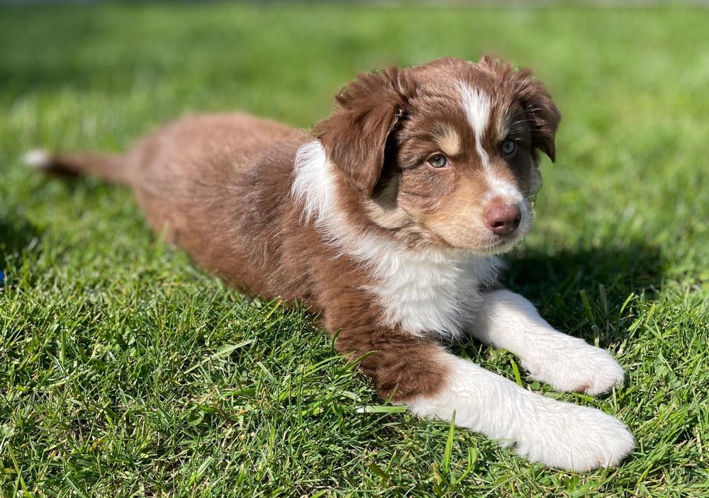 Hundetreffen-Welpentreffen gesucht-Profilbild